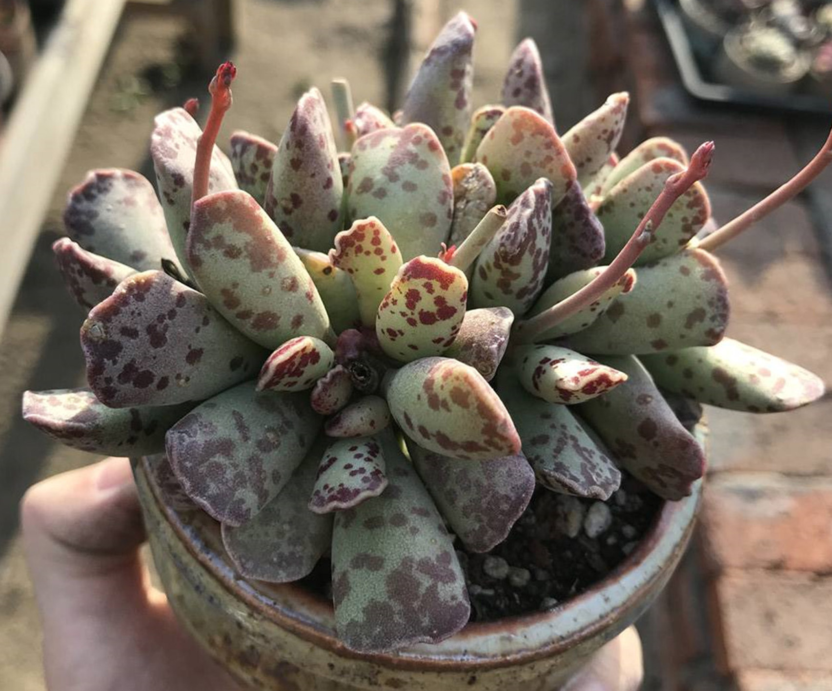  p>库珀天锦章(学名: i>adromischus cooperi  /i>(baker)  a.