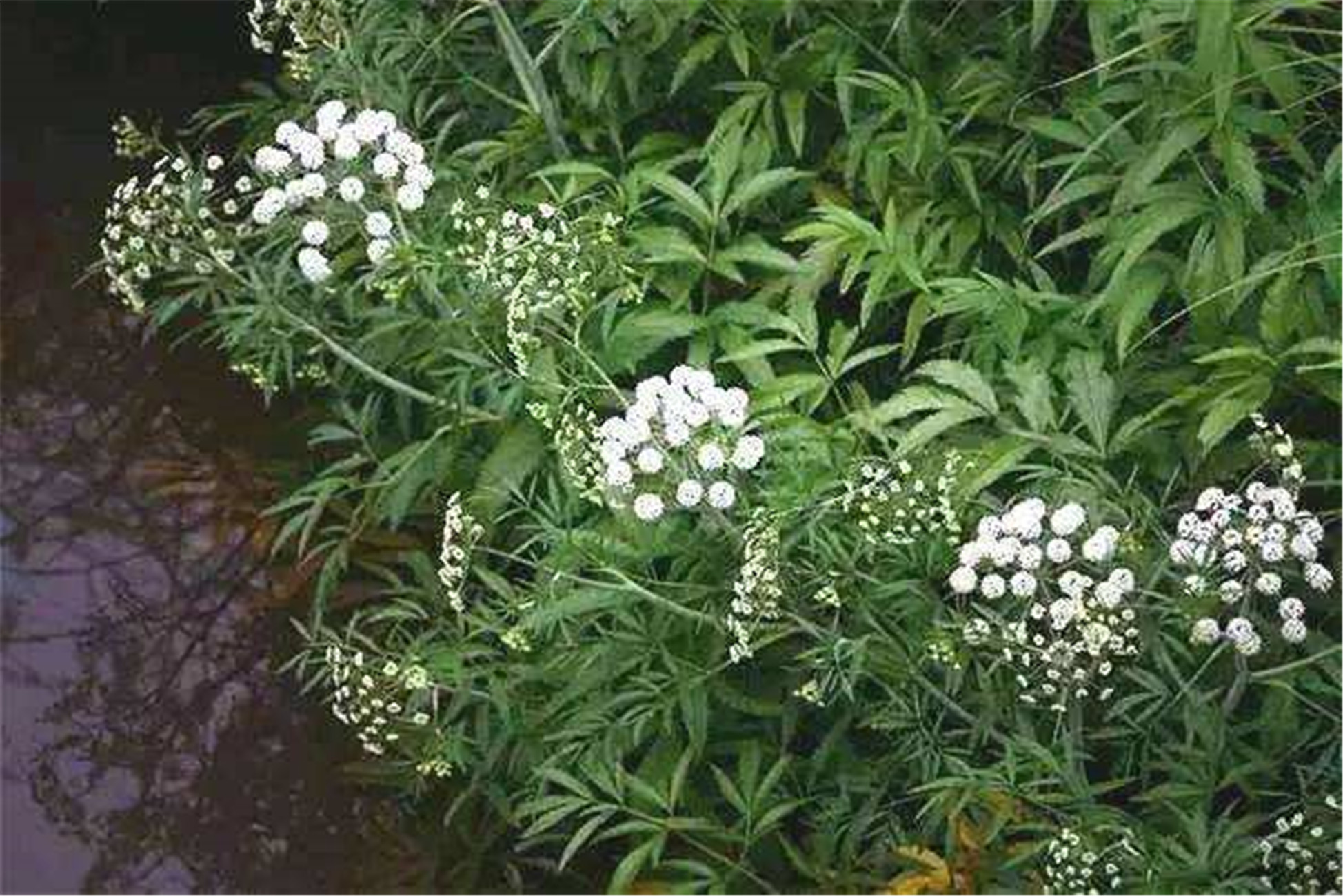 水毒芹