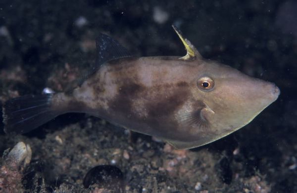  p>纵带似马面单棘鲀是单棘鲀科鱼类. /p>