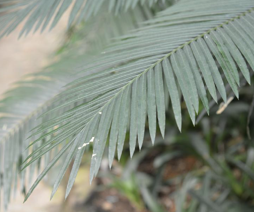  p>葫芦苏铁(学名: b>cycas /b>  b>changjiangensis /b> n.