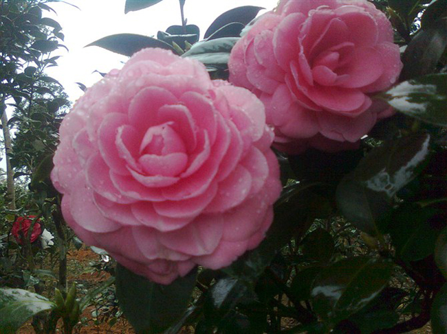  p>粉丹:福建别名—— a href="#" data-lemmaid="6533124">五色赤丹 