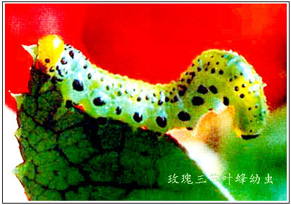  p>柳厚壁叶蜂pontania bridgmannii cameron又名柳瘿叶蜂.