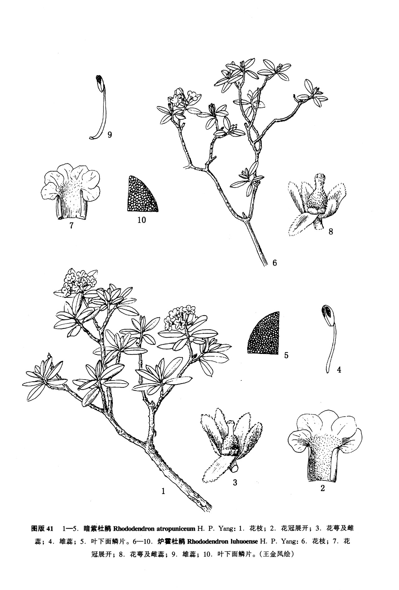 p>暗紫杜鹃,产于 a href="#" data-lemmaid="212569">四川 /a>西南部