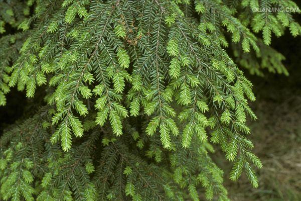 是松科铁杉属植物,乔木,高达50米,胸径达1.