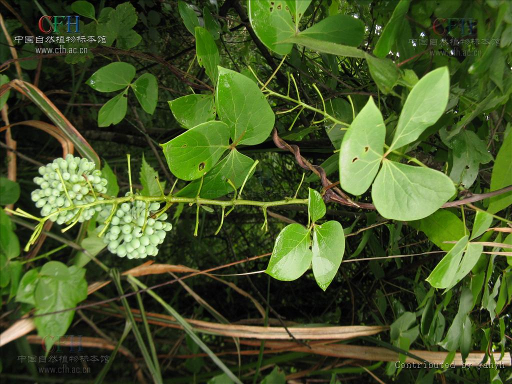  p>亦称"红藤",只有一属唯一种,生长在中国南方各省.