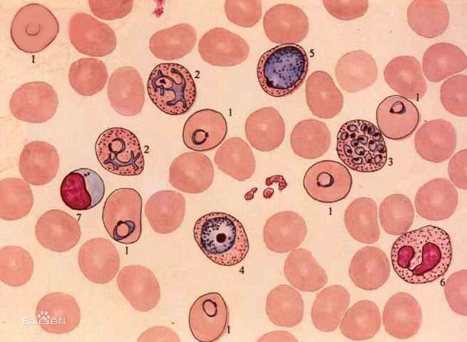 plasmodium vivax