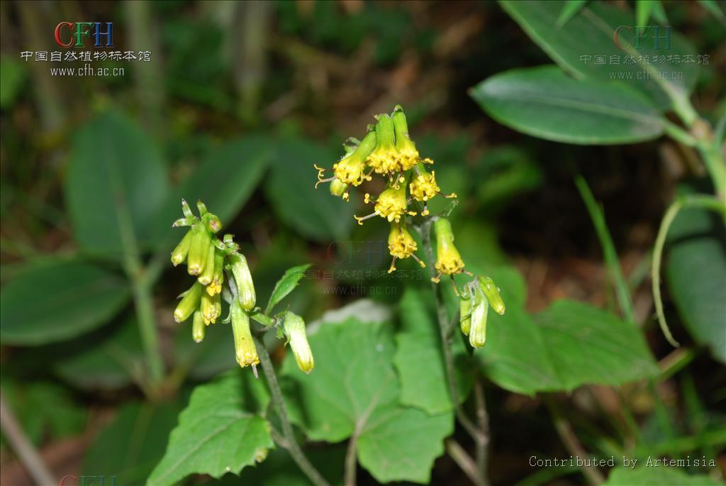 y. l. chen comb. nov.)是菊科蟹甲草属植物.产自云南(大理,中甸).