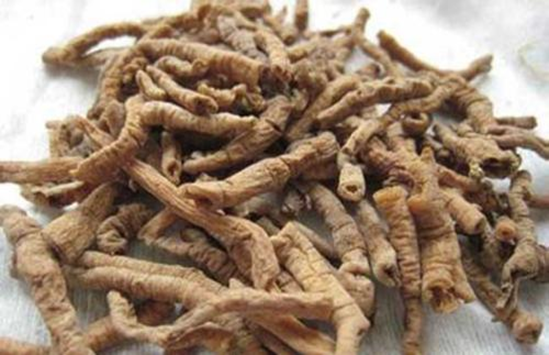 远志的副作用与禁忌有哪些？_百科TA说