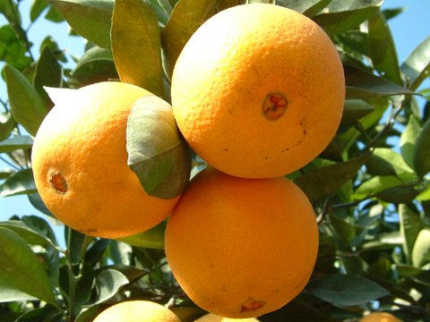  p>华盛顿脐橙又名 a>美国脐橙 /a>, a>抱子桔 /a>,无核橙, a href="