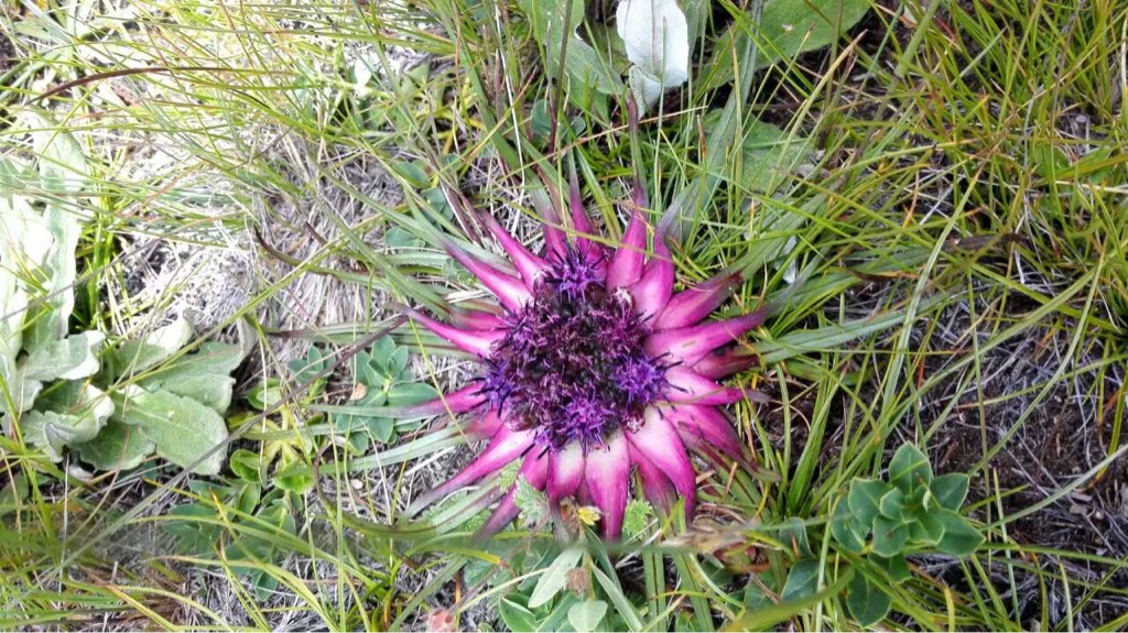  p>星状雪兔子,是 a href="#" data-lemmaid="3078177">风毛菊属 /a>