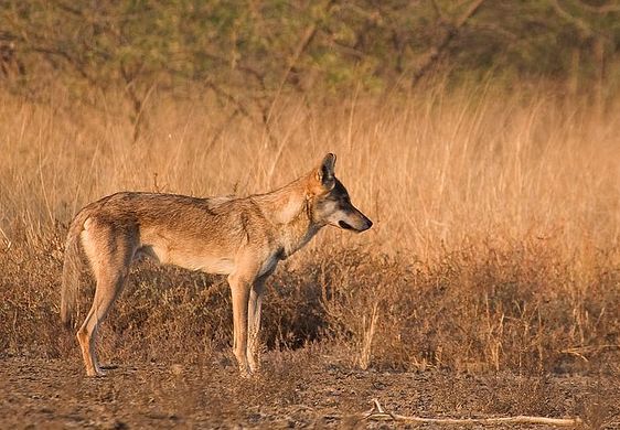 canis lupus pallipes