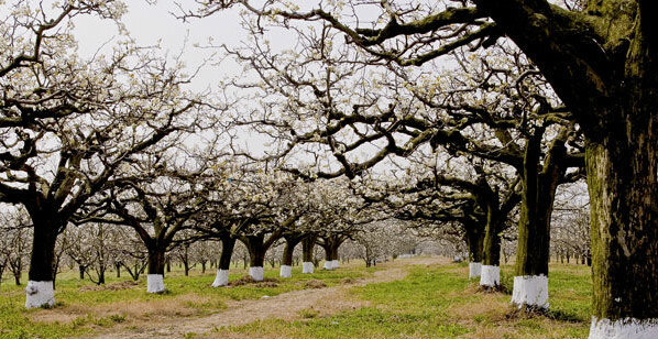 北京大兴古桑国家森林公园