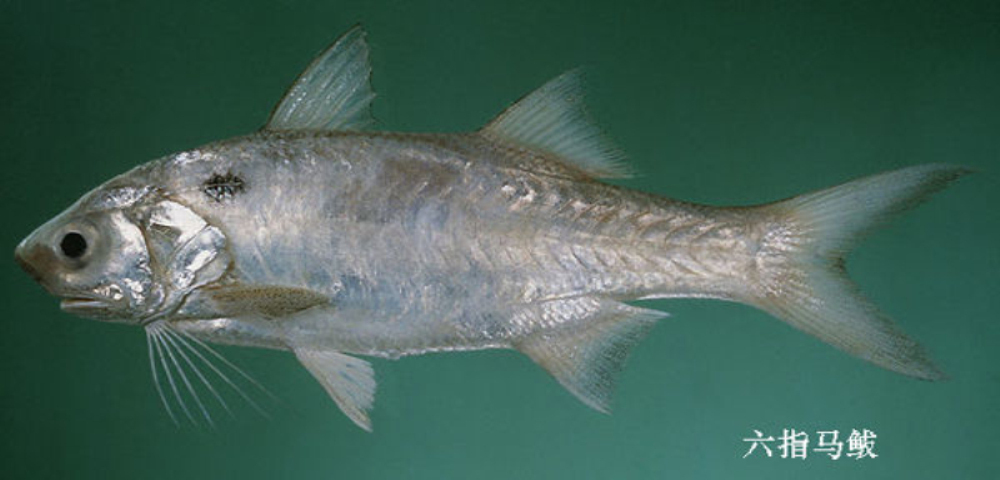 六指马鲅