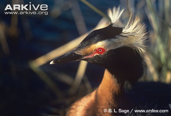  p>角鸊鷉(pìtī)( a target="_blank" href="/item/学名/8074290"