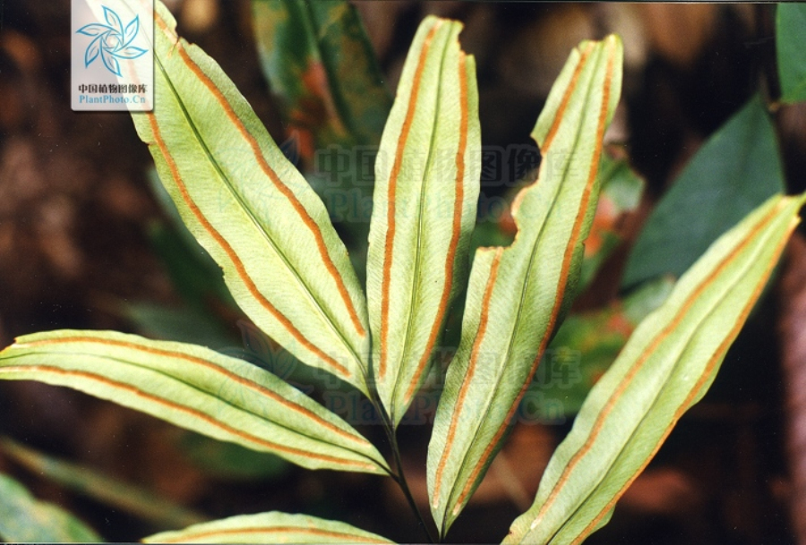  p>竹叶蕨是竹叶蕨科的一种植物. /p>