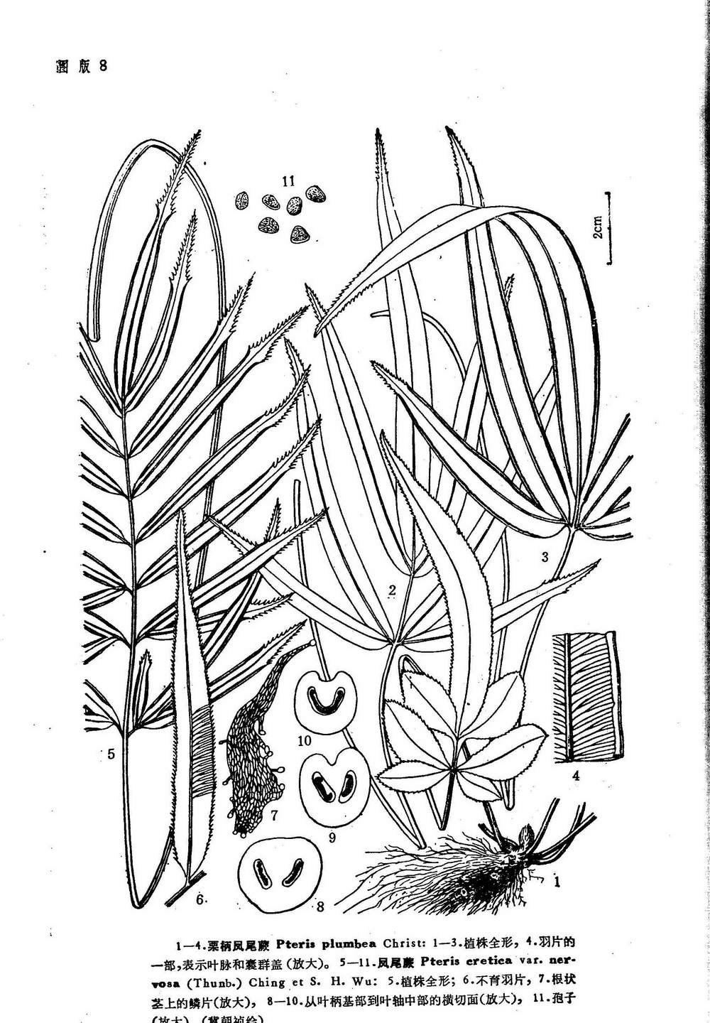 polystichum bomiense