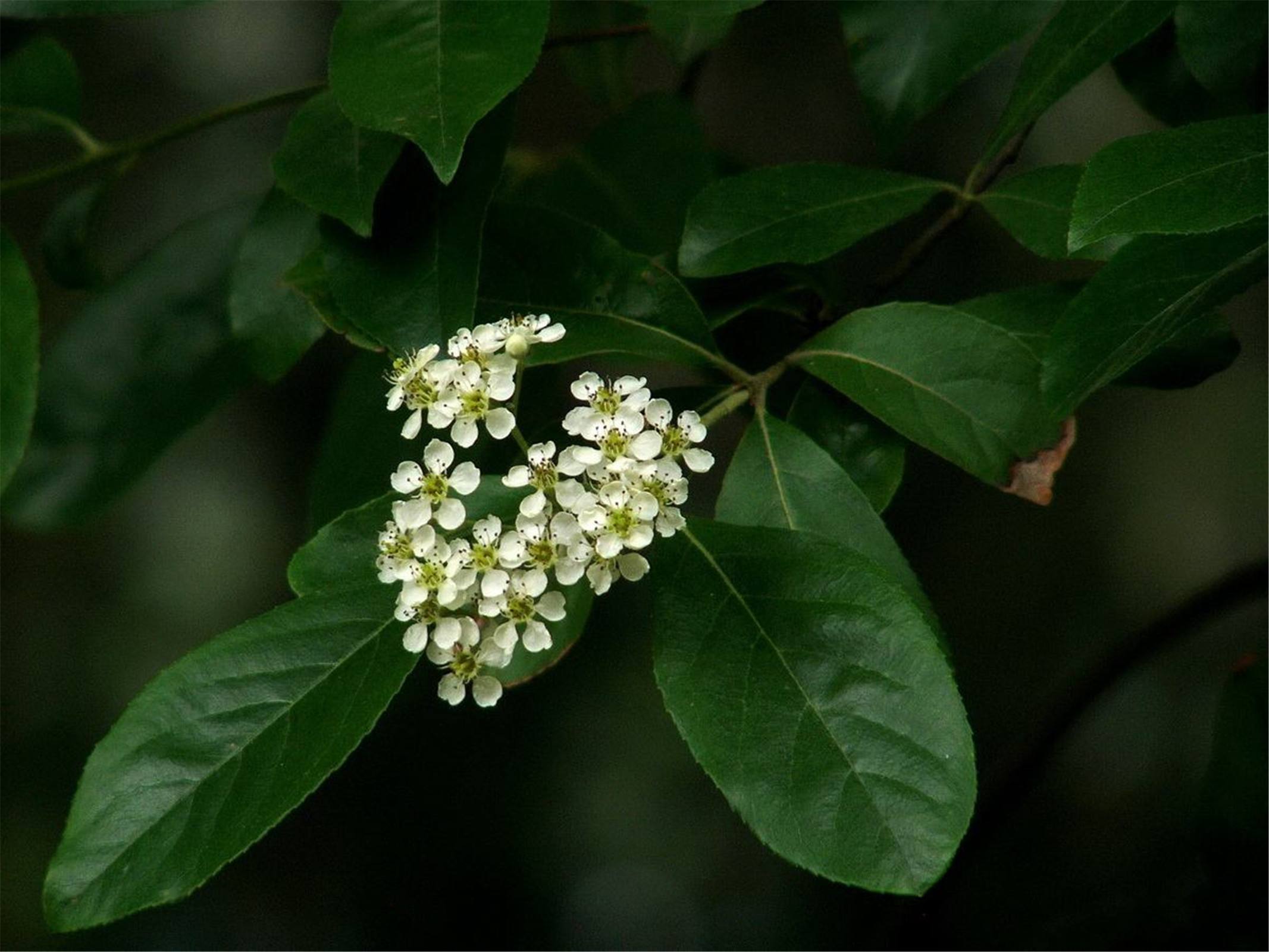  p>厚叶石斑木(学名: i>rhaphiolepis umbellata /i> (thunb.