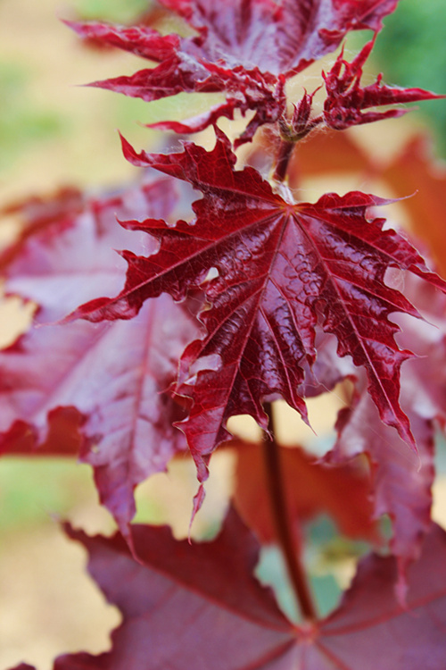 五尖槭(原亚种)