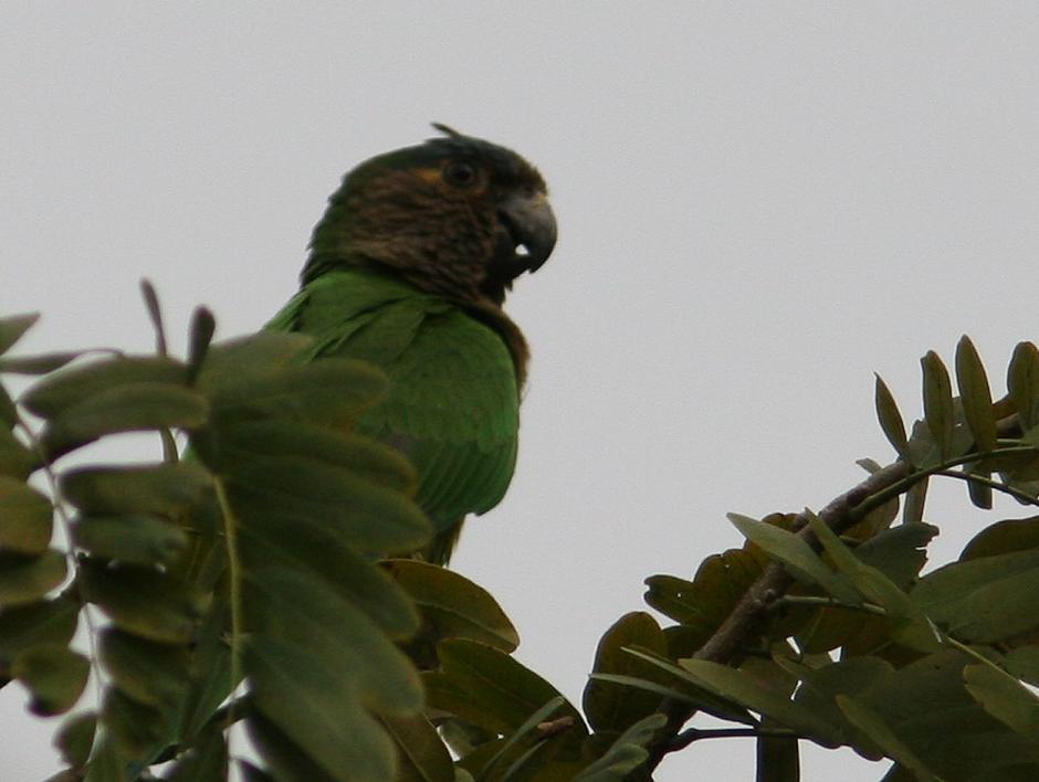 褐喉锥尾鹦鹉委内瑞拉亚种