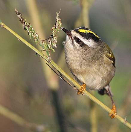 金冠戴菊鸟的眼睛和嘴喙很精细. /p>