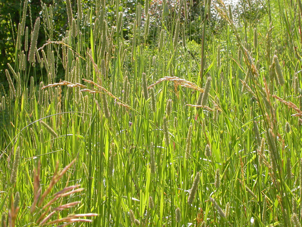  p>三角草属属于禾本目禾本科,是一种常见的被子植物.