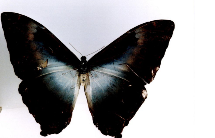 月神闪蝶卡瓦亚种