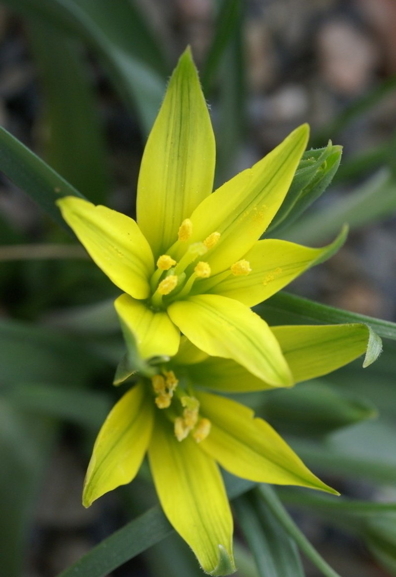  p>顶冰花 i>( i>gagea lutea /i>(l.) ker-gawl.