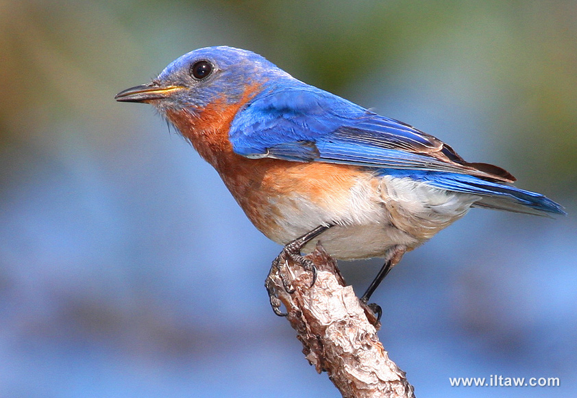 东部蓝鸲雄性颜色艳丽,头部,背部,尾巴和翅膀是醒目的蓝色,从喉部至胸