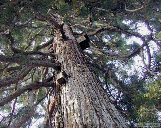 仅巨杉(世界爷)1种,原产美国加利福尼亚州,中国杭州有引种