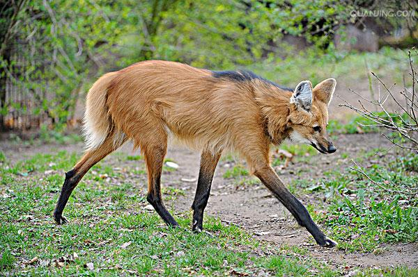  p>鬃狼(学名: i>chrysocyon brachyurus /i>):是 a href="#" data