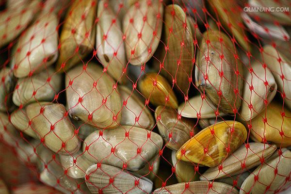 它的壳由两个瓣膜形成.