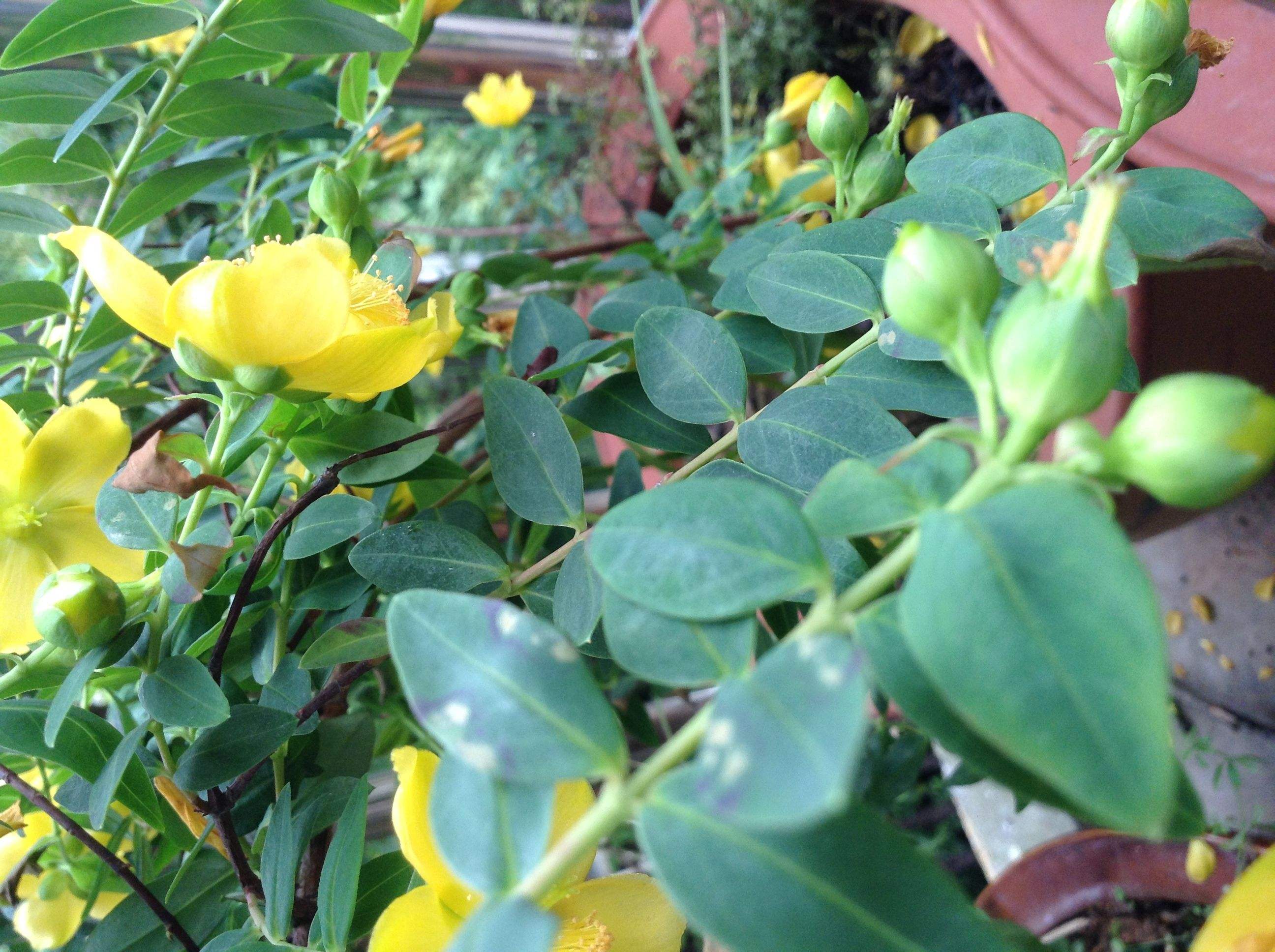  p>五桠果属,约60种,分布于亚洲热带地区,少数到达印度洋西部的