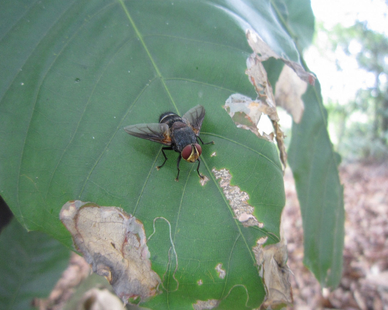  p>黑尾黑麻蝇(helicophagella melanura), a href="#" data-lemmaid=