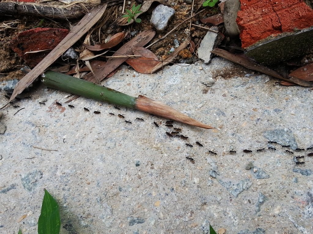 蚂蚁搬家
