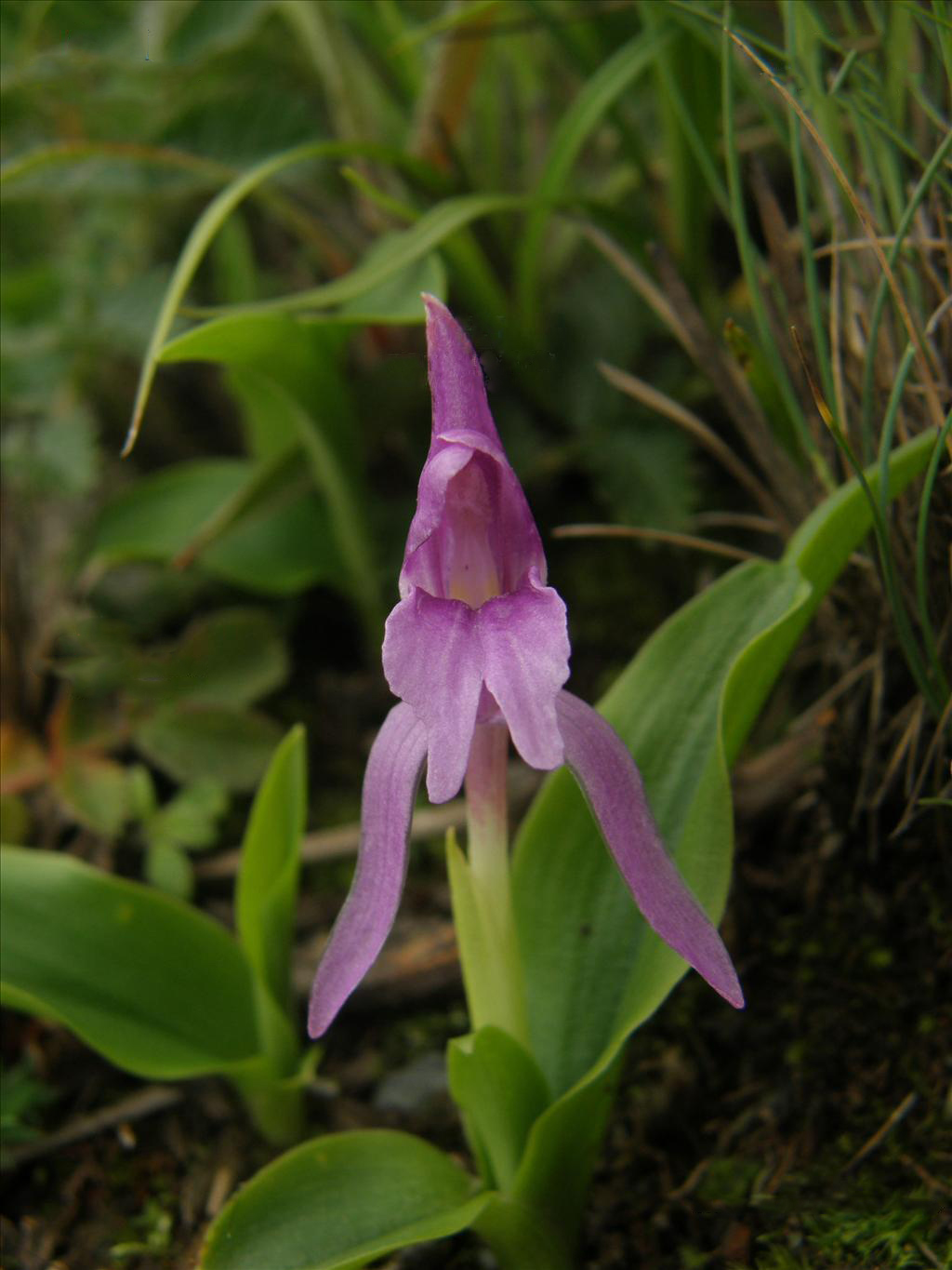 roscoea tibetica bat.