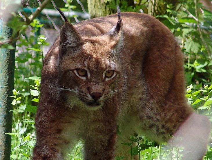 iberian lynx
