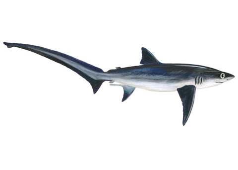  i>alopias superciliosus /i>):是长尾鲨科,长尾鲨属鲨鱼