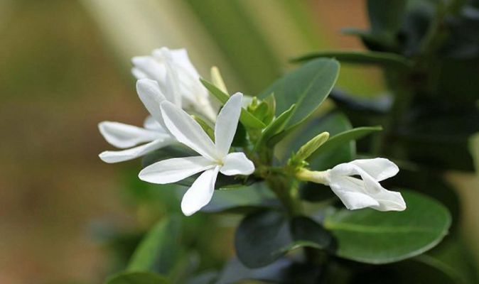  p>大花假虎刺(学名: i>carissa macrocarpa /i> (eckl.) dc.