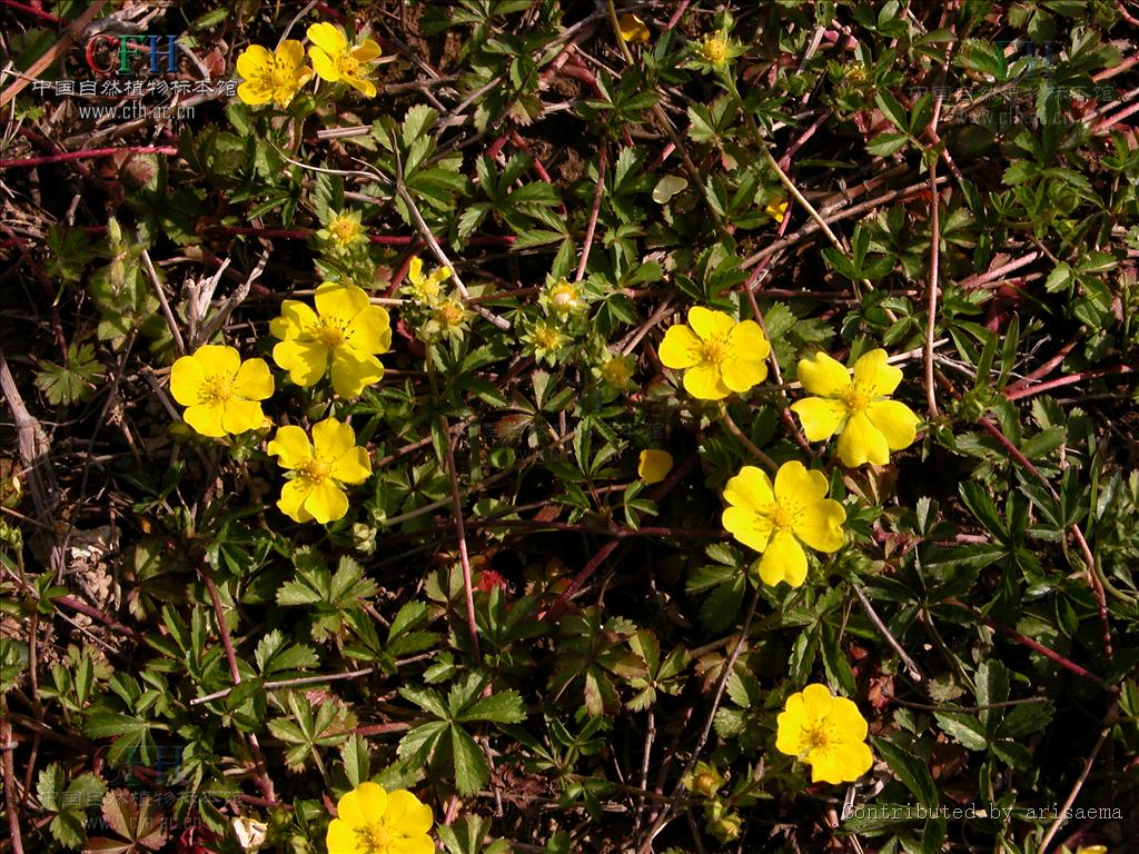  p>五叶莓,蔷薇科植物属植物,主要分布在山坡或湿地. /p>