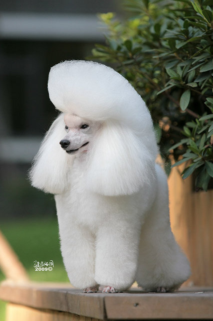  p>贵宾犬(poodle),也称"贵妇犬",又称"卷毛狗",在德语中,pudel是"