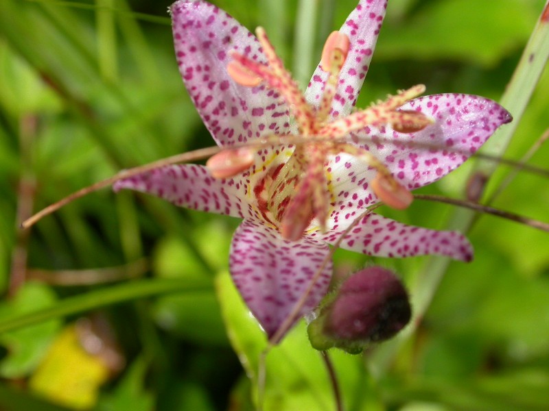  p>铃木油点草,是油点草属 a target="_blank" href="/item/多年生