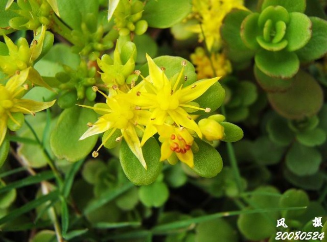  p>凹叶景天(拉丁文名: i>sedum emarginatum migo /i>)别名: a href=