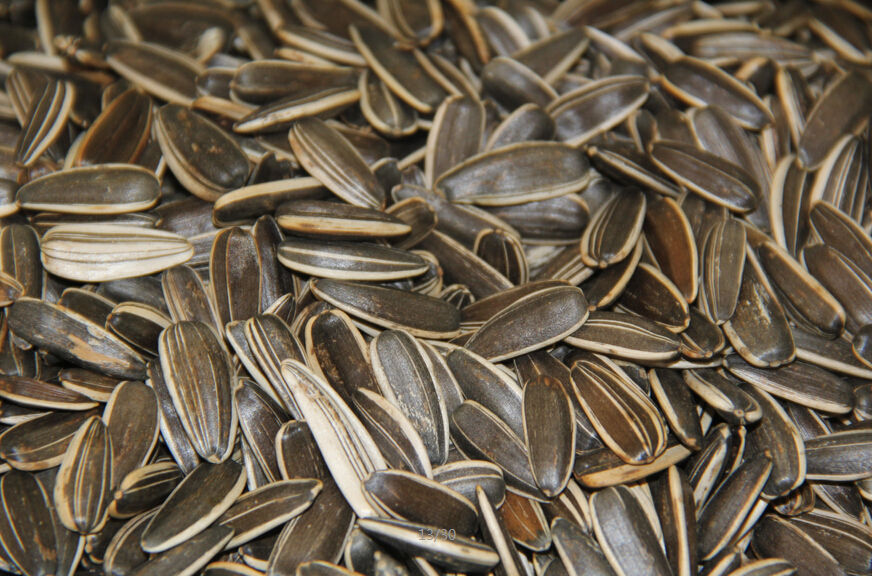 又叫瓜子儿,俗名叫 a target="_blank" href="/item/边果/7373775"