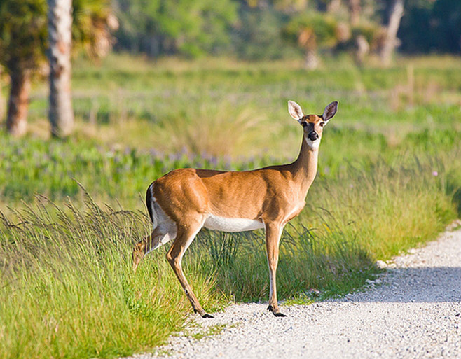 白尾鹿佛罗里达亚种