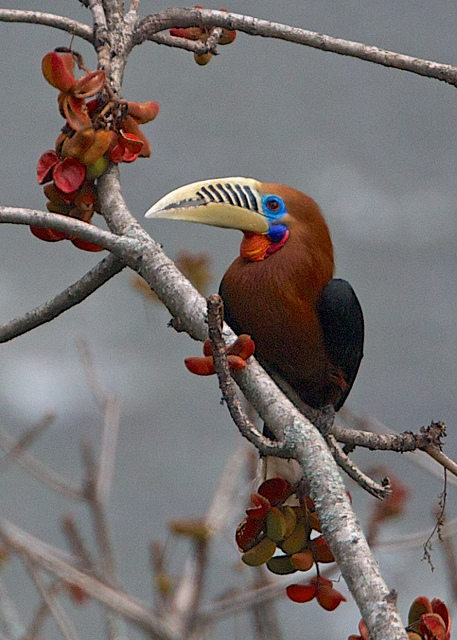  p>棕颈犀鸟(学名: i>aceros nipalensis /i>)大型鸟类,体长约122厘米