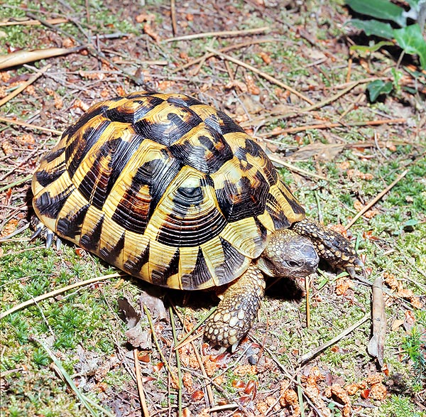  p>赫尔曼陆龟(学名: i>testudo hermanni /i>)是陆龟科,陆龟属龟类.