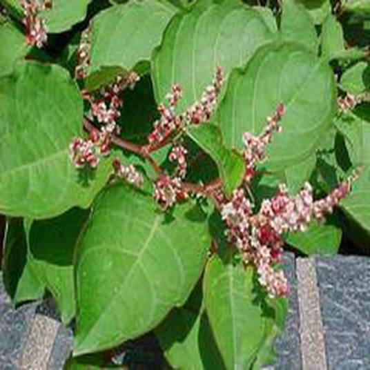 Fallopia japonica var. compacta_百度百科