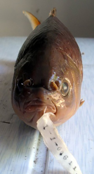 semilabeo  notabilis