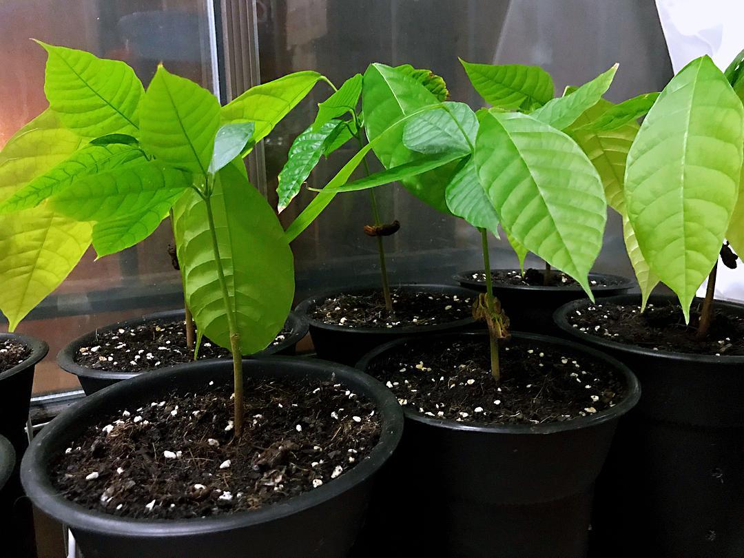 可可（梧桐科可可属植物）_百度百科