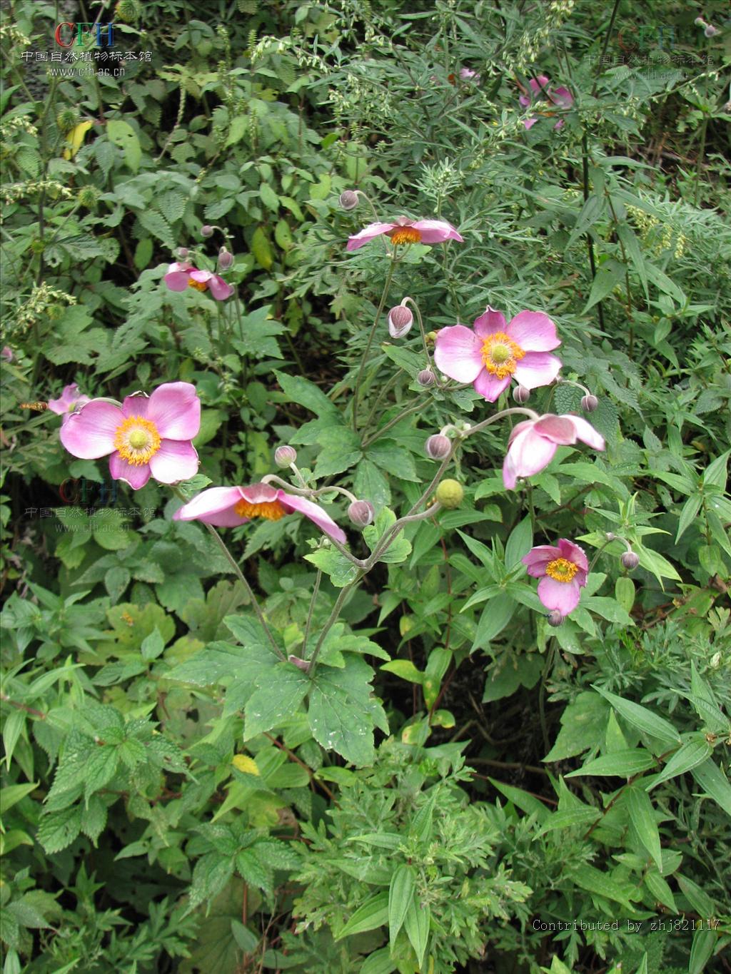 野棉花